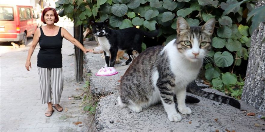 Sokak kedileri 'Sevgi' ile besleniyor