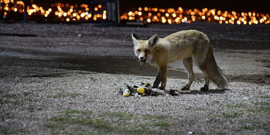 'Kurnaz' tilkiler ilçe sakinleri ve turistlerin maskotu oldu