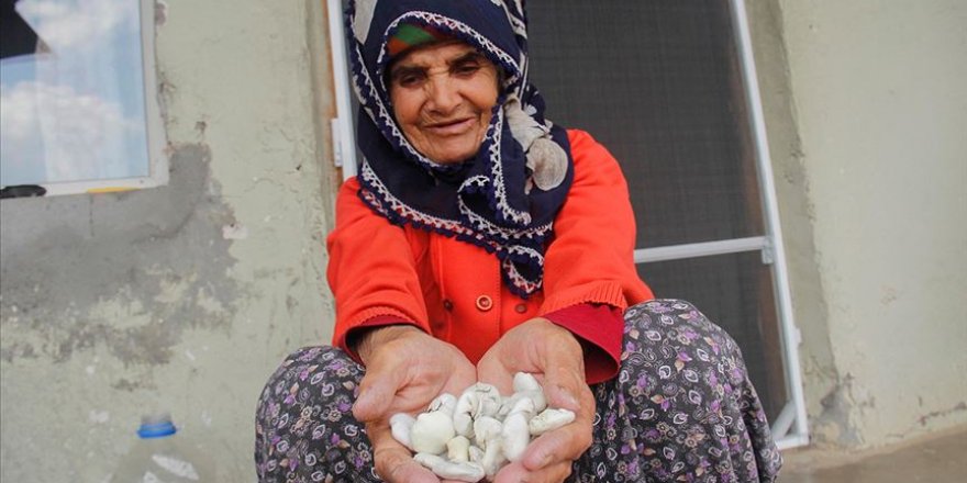 'Kenger sakızı' geçim kaynağı oldu