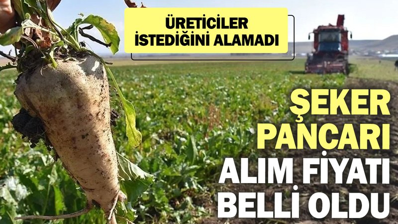 Şeker pancarı alım fiyatı belli oldu! Üreticiler istediğini alamadı
