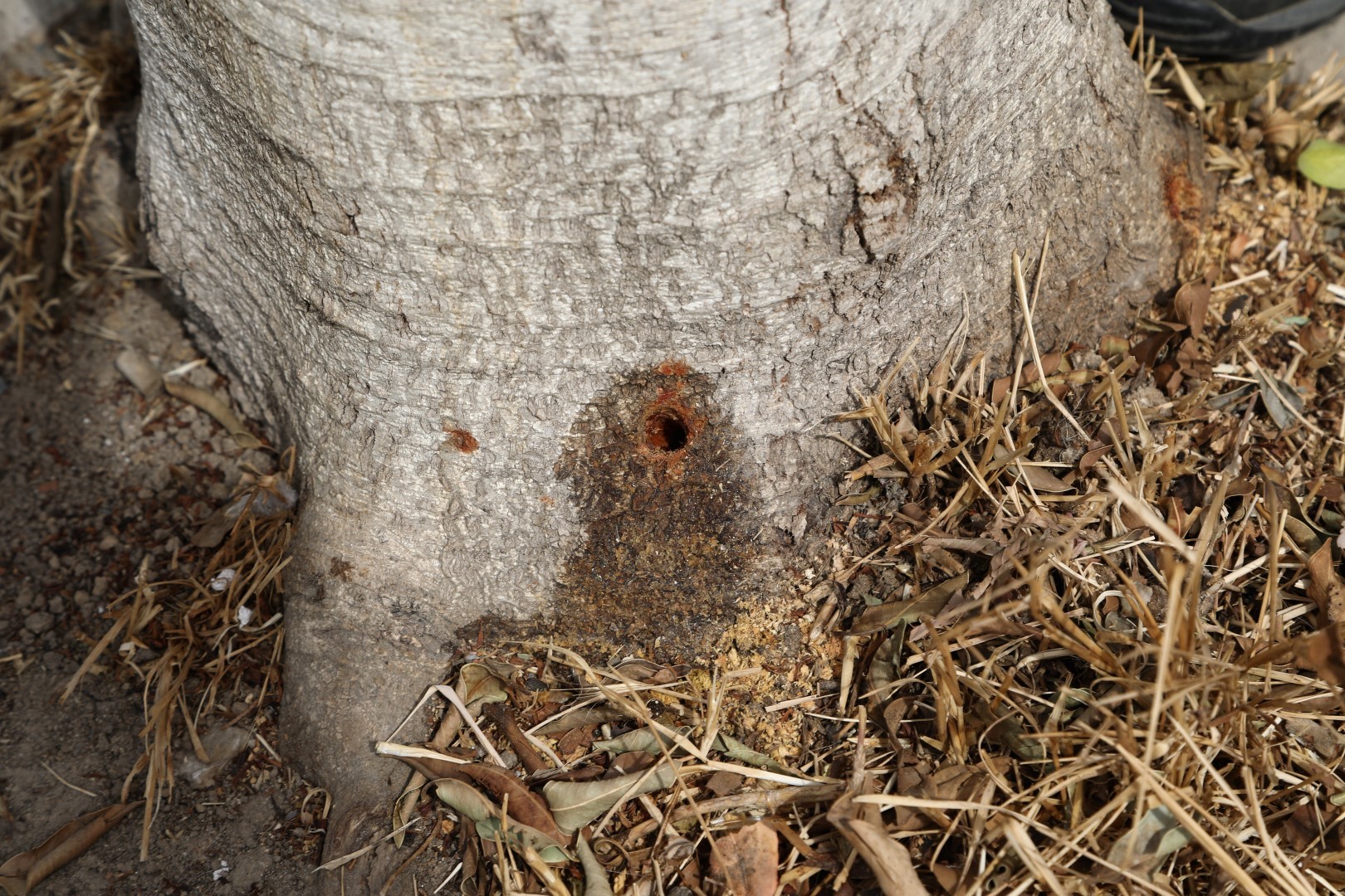 Bodrum'da ağaçlara zarar verenler yandı