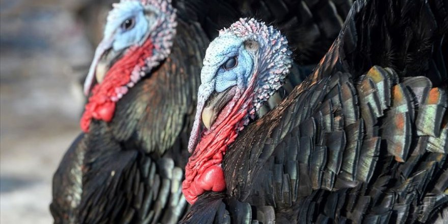 Yargıtay 'hindi'yi küçükbaş hayvan saymadı