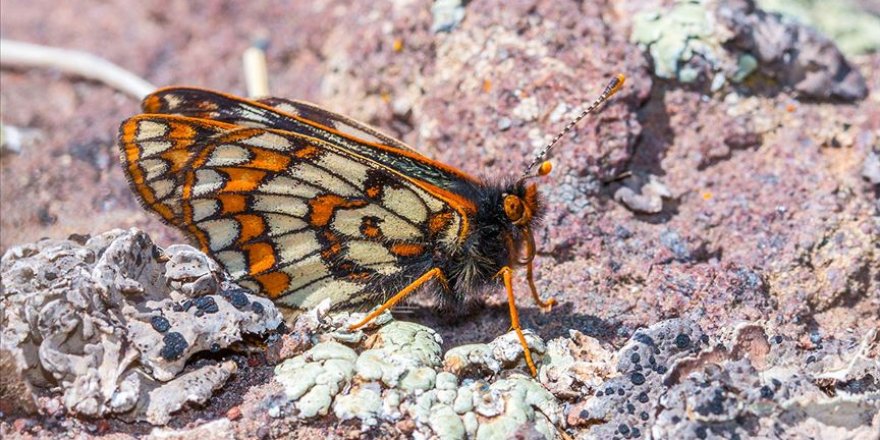 '12 bin yaşındaki' kelebek Ağrı Dağı'nda yeniden görüntülendi