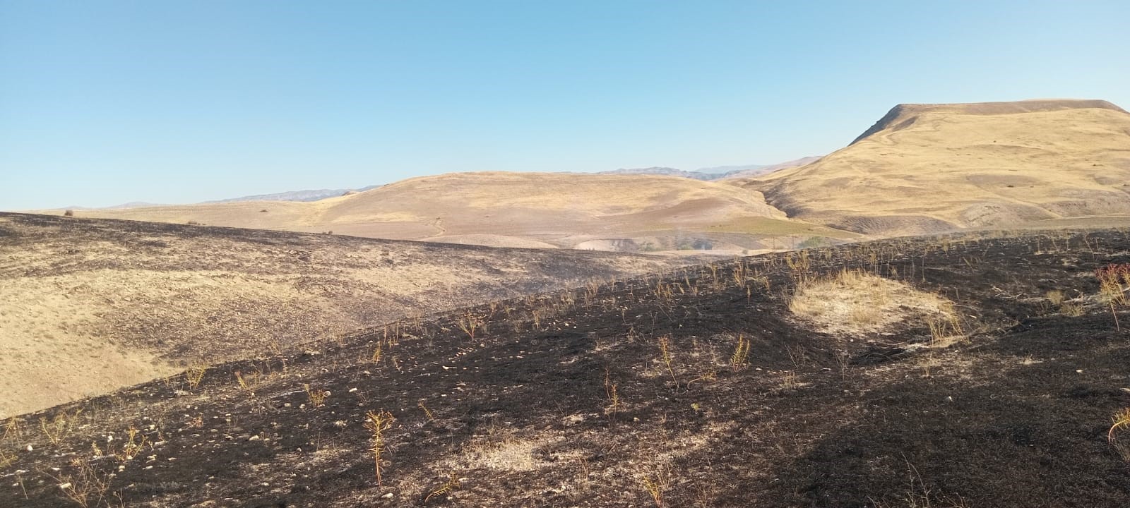 Malatya Arguvan'da anız yangını