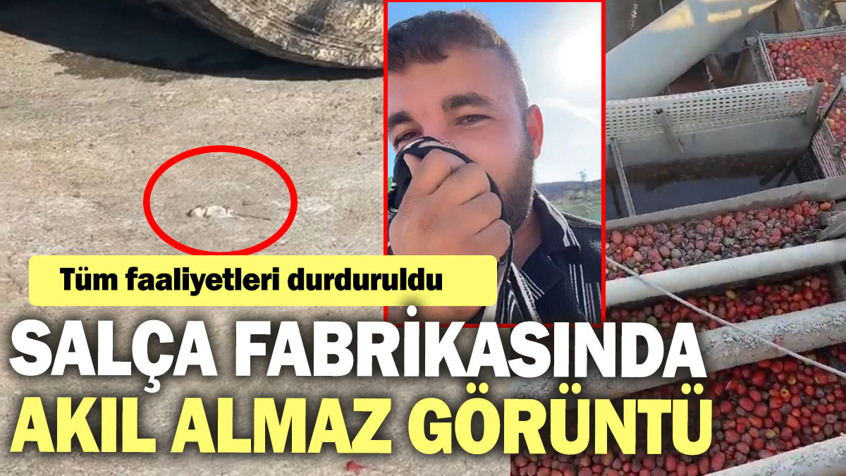 Salça fabrikasında akıl almaz görüntü! Tüm faaliyetleri durduruldu