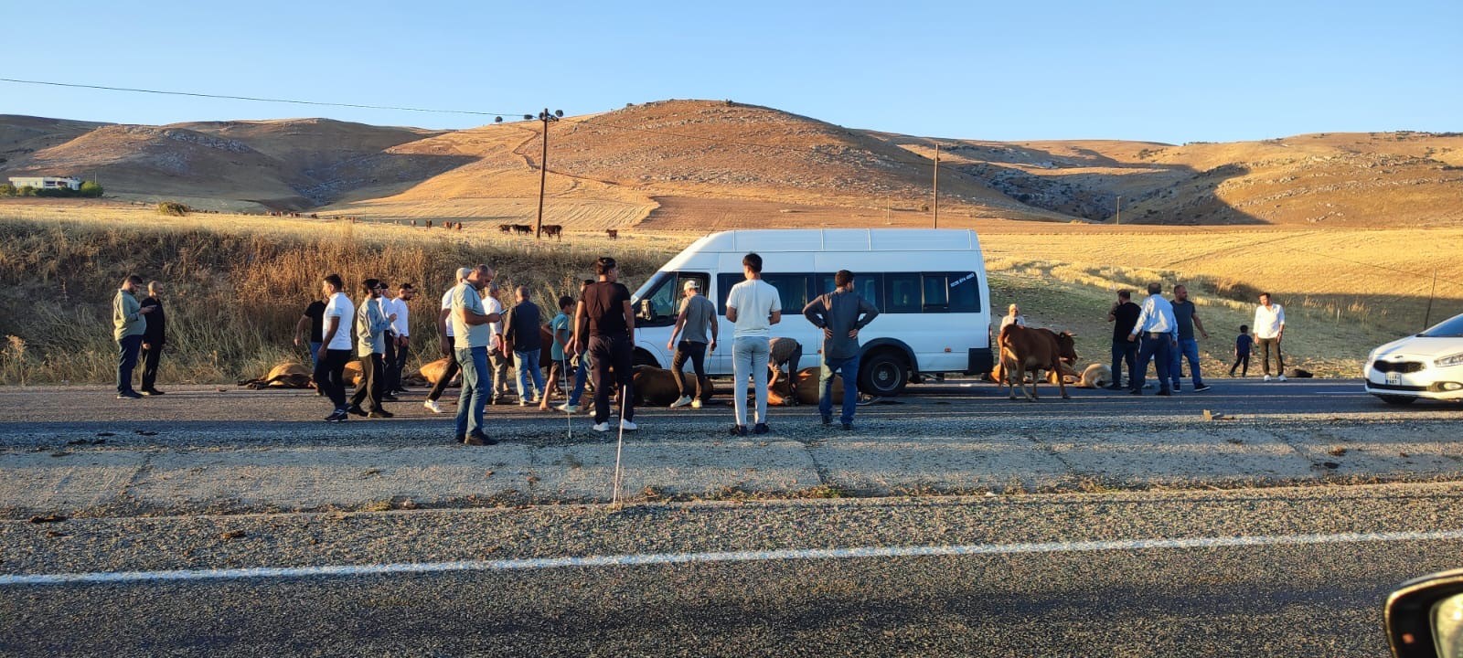 Yolcu minibüsü onlarca hayvanı telef etti