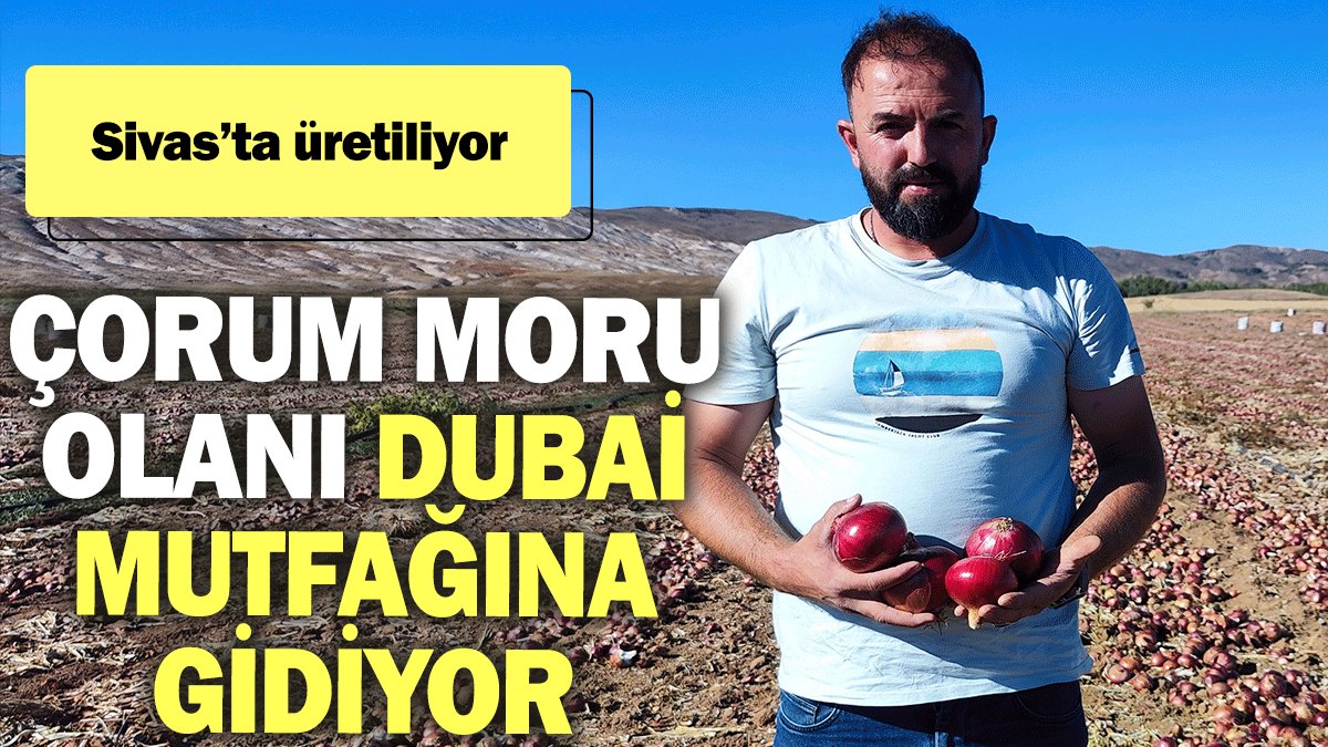 Sivas’ta üretiliyor: Çorum moru olanı Dubai mutfağına gidiyor