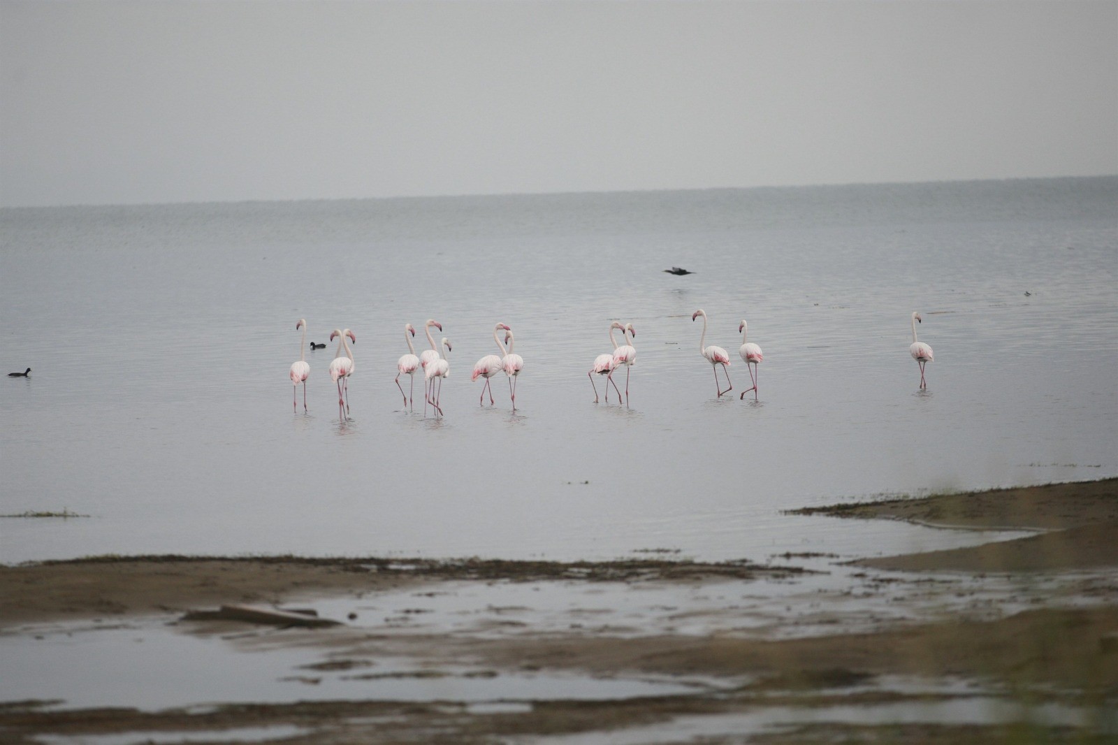 Flamingolardan İznik Gölü'nde görsel şölen