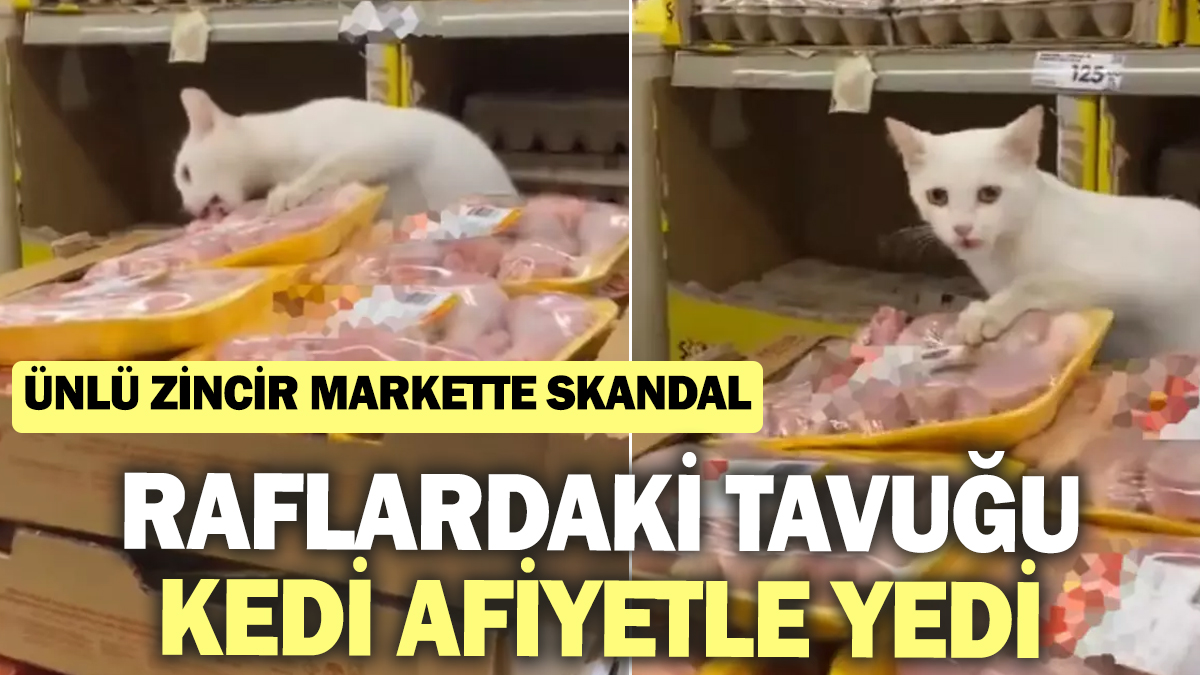 Ünlü zincir markette skandal! Raflardaki tavuğu kedi afiyetle yedi