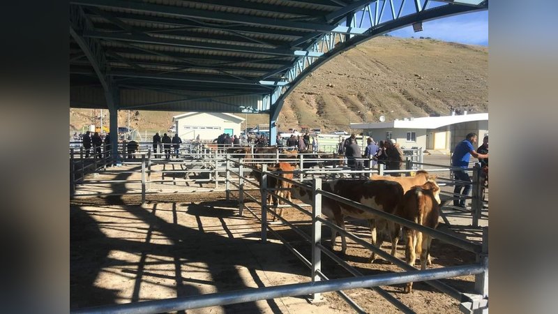 Sarıkamış hayvan pazarı ilgi bekliyor