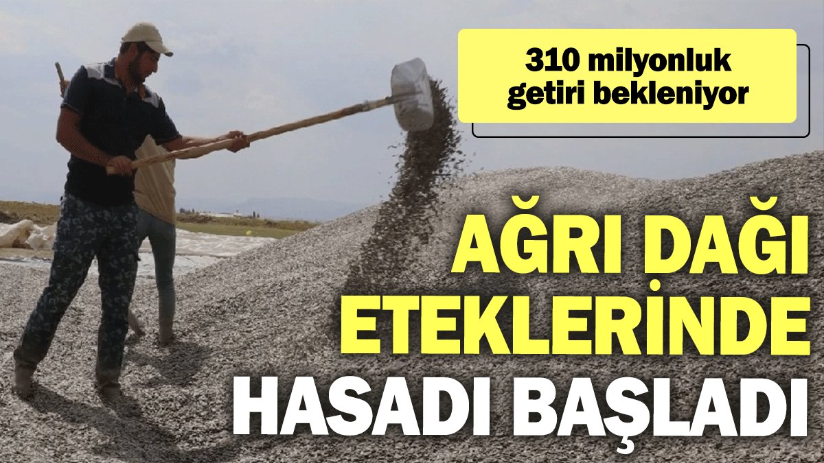 Ağrı Dağı eteklerinde hasadı başladı: 310 milyonluk getiri bekleniyor