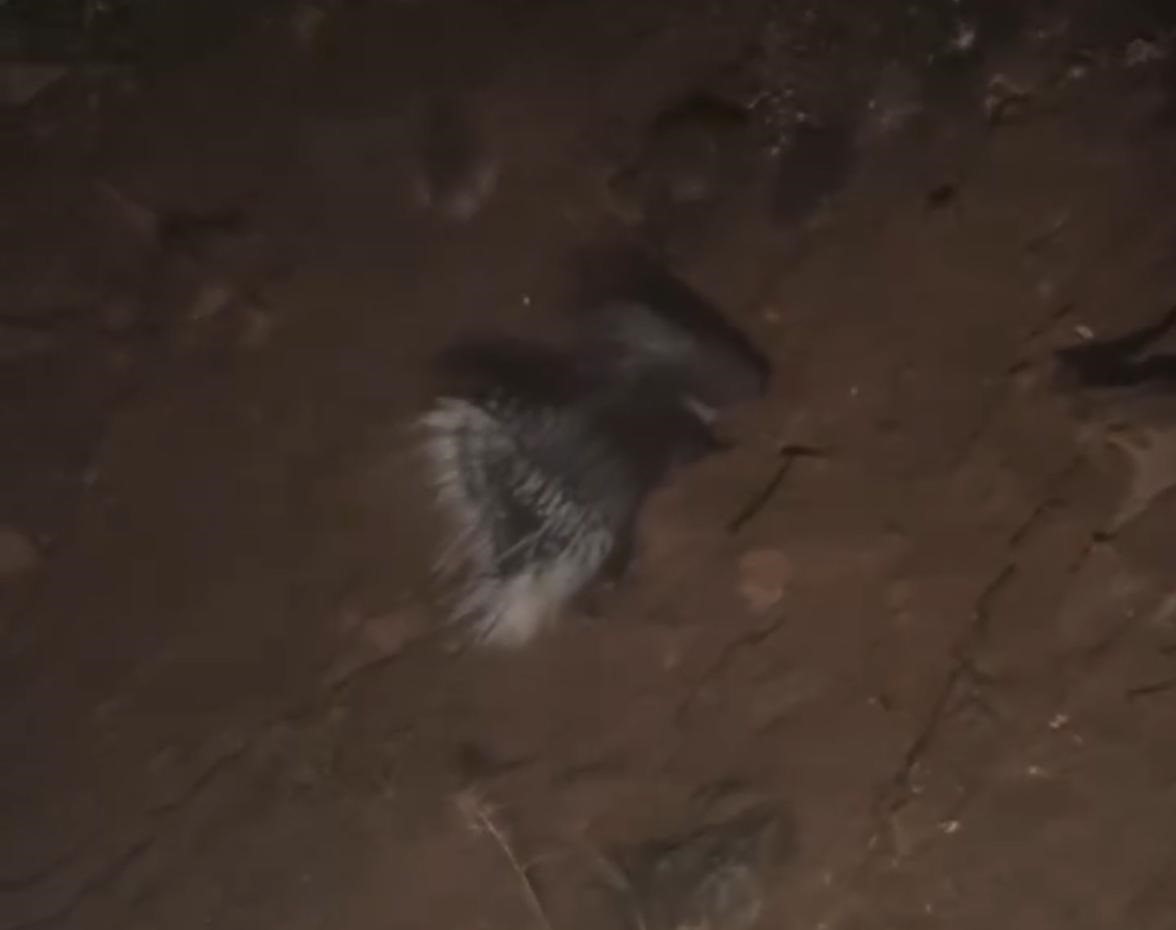 Konya'da oklu kirpi şaşkınlığı