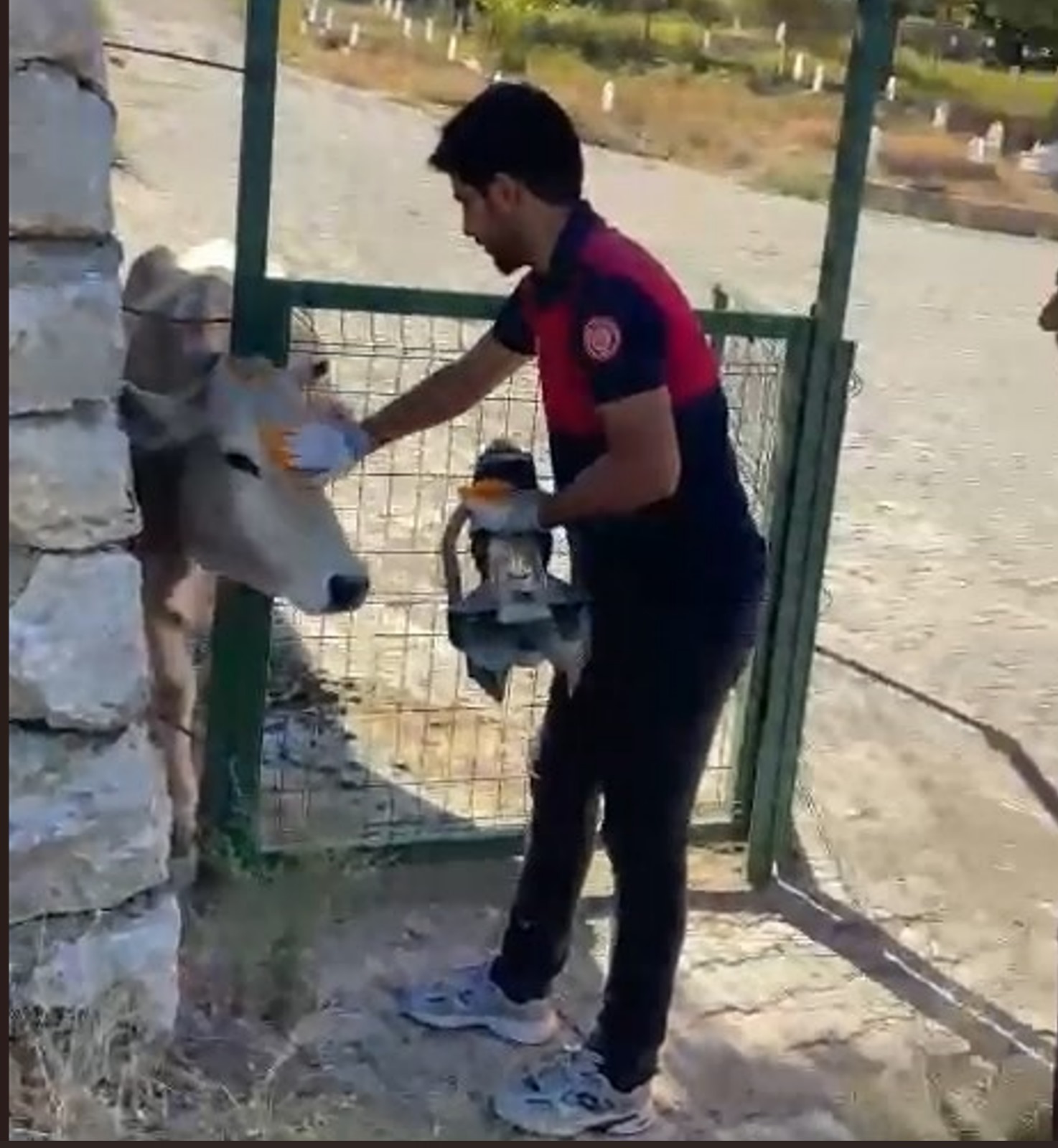 Başı demir kapıya sıkışan ineğin yardımına itfaiye koştu