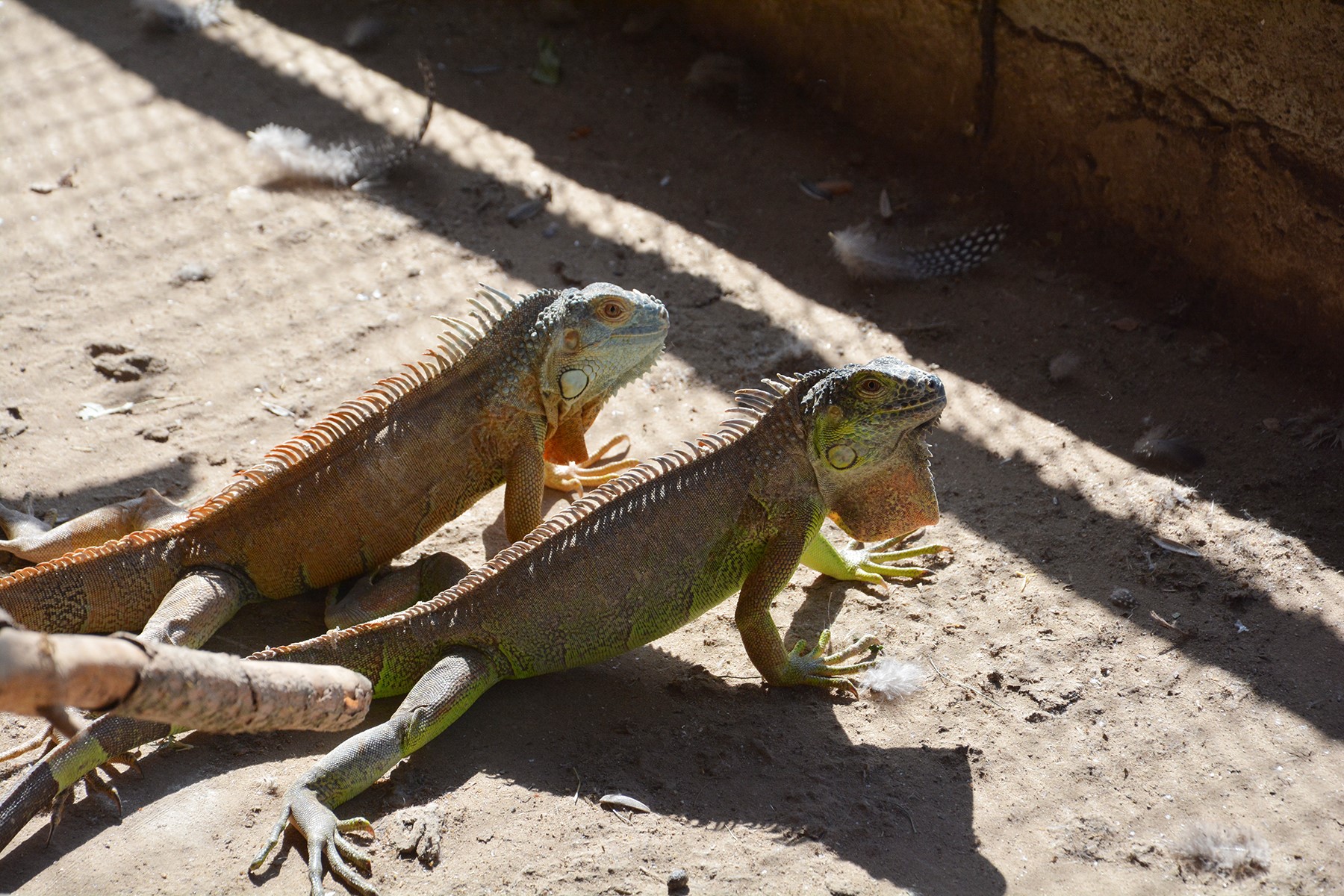 Veli çayırı suya kavuştu