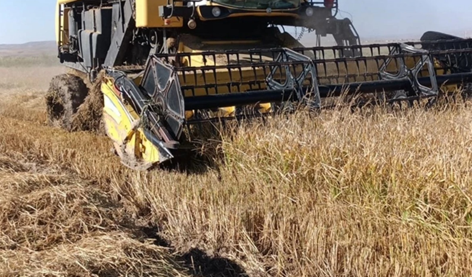 Çeltik hasadı başladı