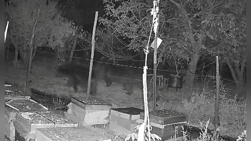 Arı kovanlarına dadanan ayılar elektrikli tellerden geçemedi