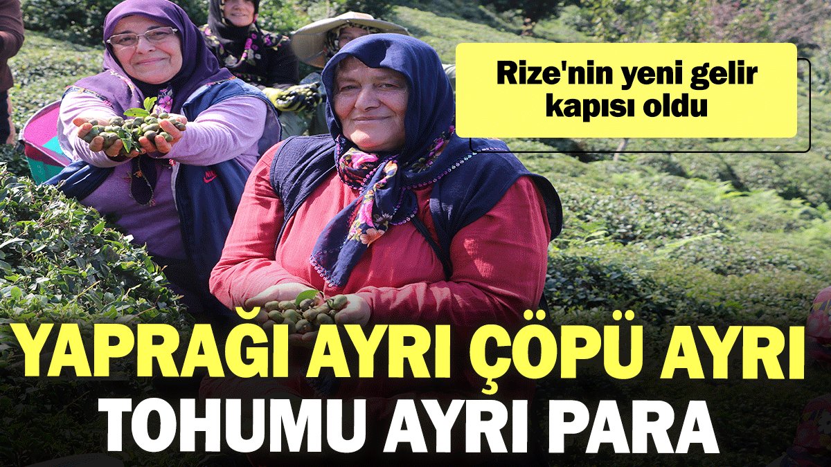 Yaprağı ayrı çöpü ayrı tohumu ayrı para ediyor: Rize'nin yeni gelir kapısı oldu