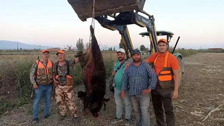 Manisa'da 300 kiloluk domuz avladılar