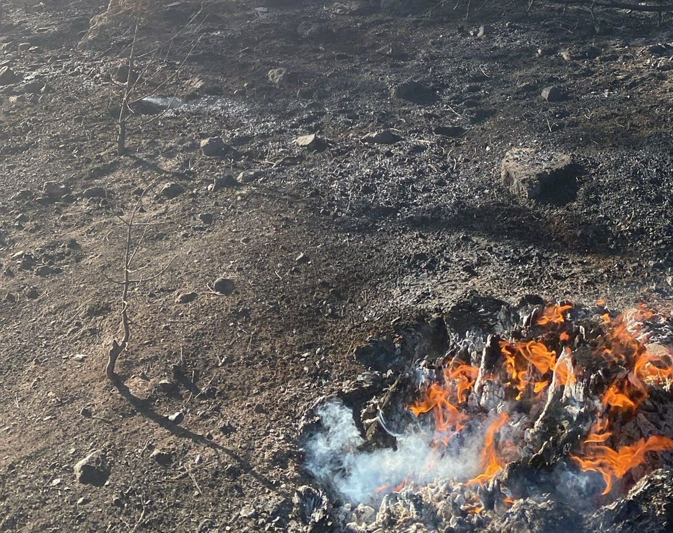 Köyceğiz yangını büyümeden  kontrol altına alındı