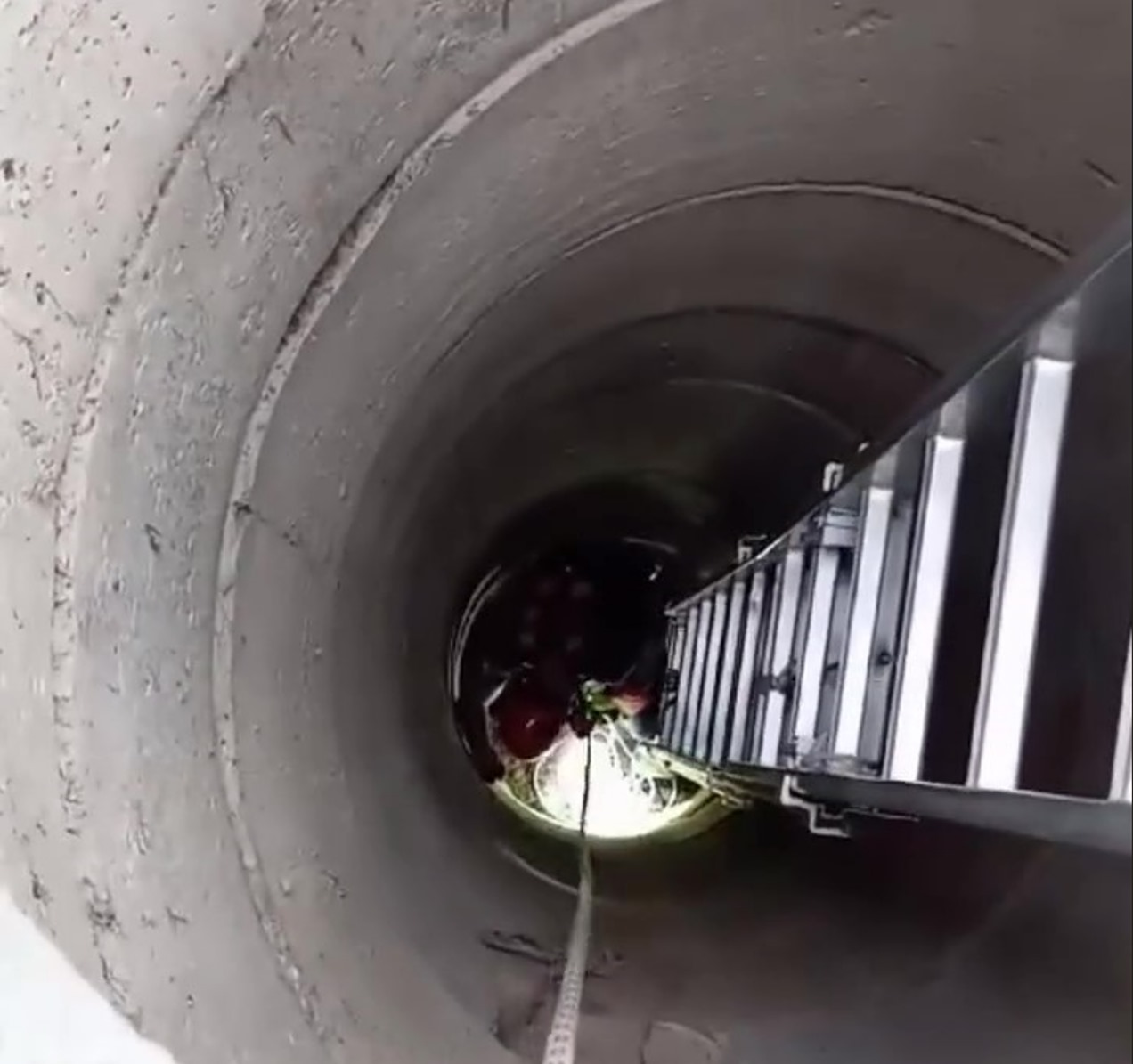 Yavru kedi için seferber oldular