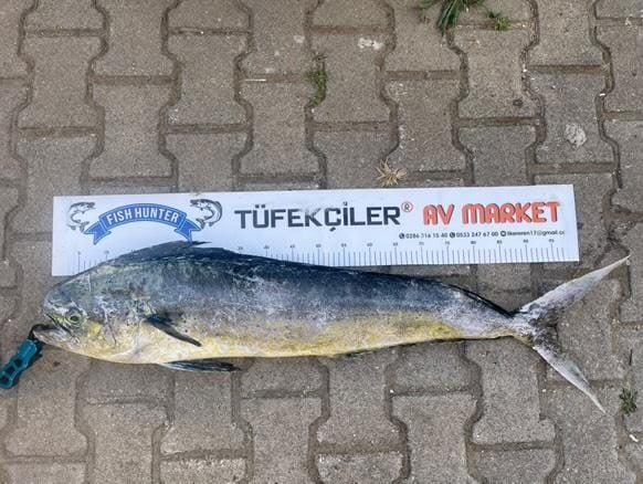 Gelibolu’da amatör balıkçıdan dev lambuka balığı avı