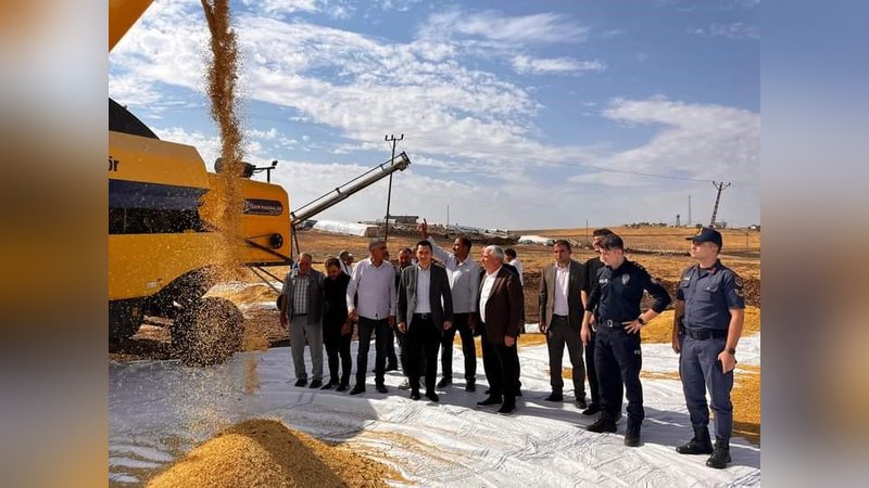 Çermik'te tescilli Karacadağ pirinci hasadı başladı