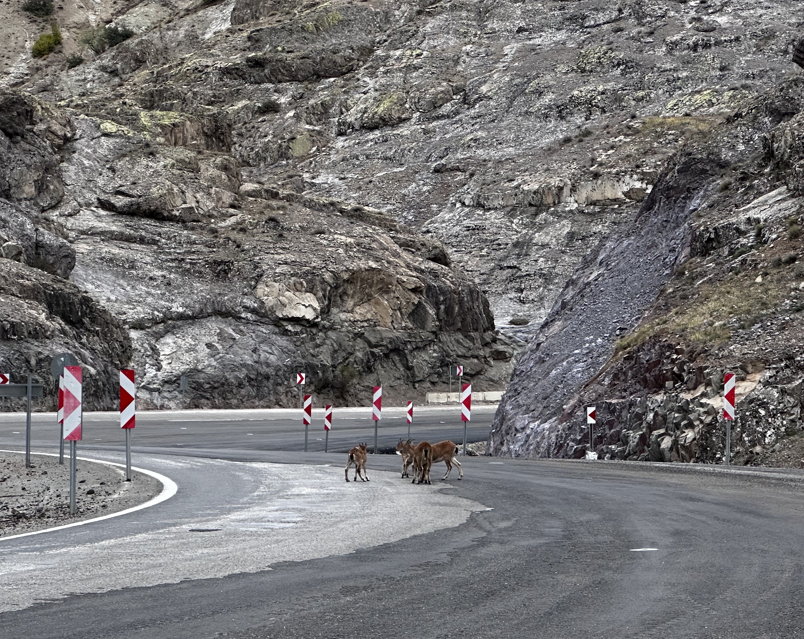 Yaban keçileri Şebinkarahisar-Alucra kara yoluna indi