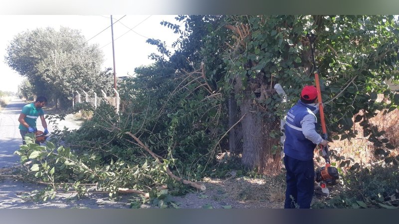 Efeler'de ağaç budama çalışmaları devam ediliyor