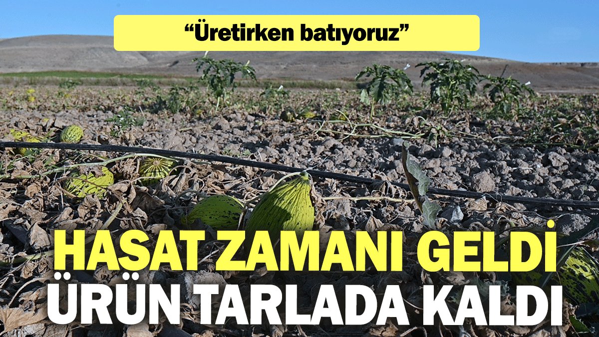 Hasat zamanı geldi, ürün tarlada kaldı: Üretirken batıyoruz