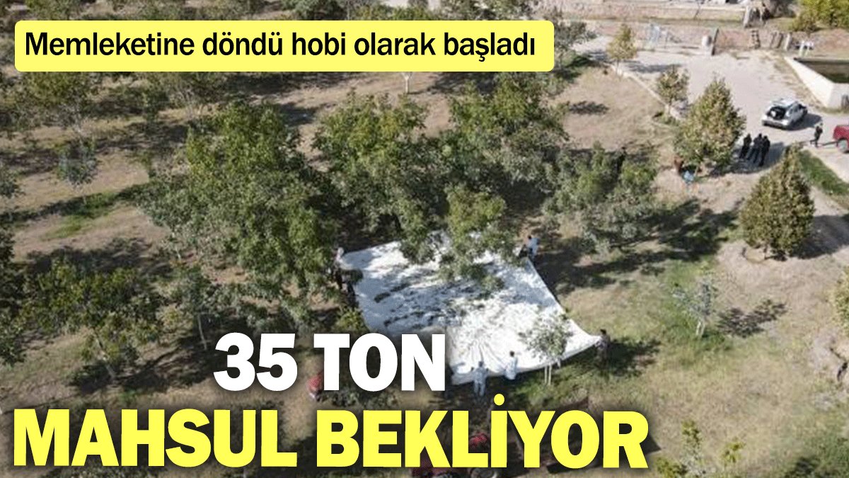 Memleketine döndü hobi olarak başladı: 35 ton mahsul bekliyor