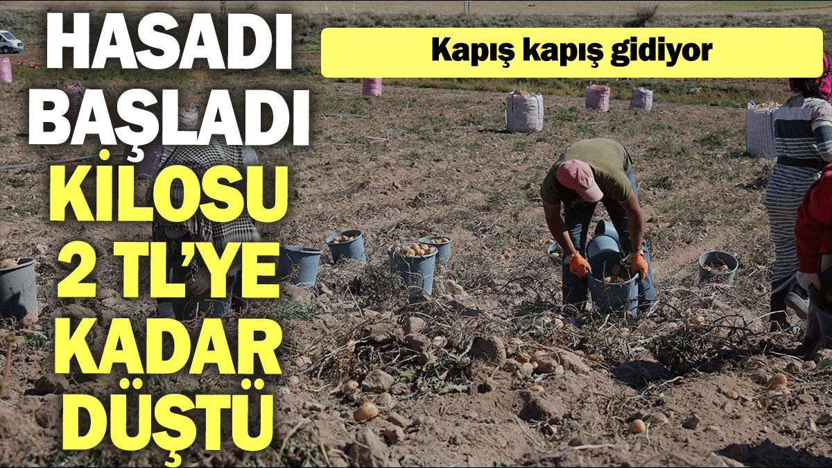 Hasadı başladı, kilosu 2 TL’ye kadar düştü  Kapış kapış gidiyor