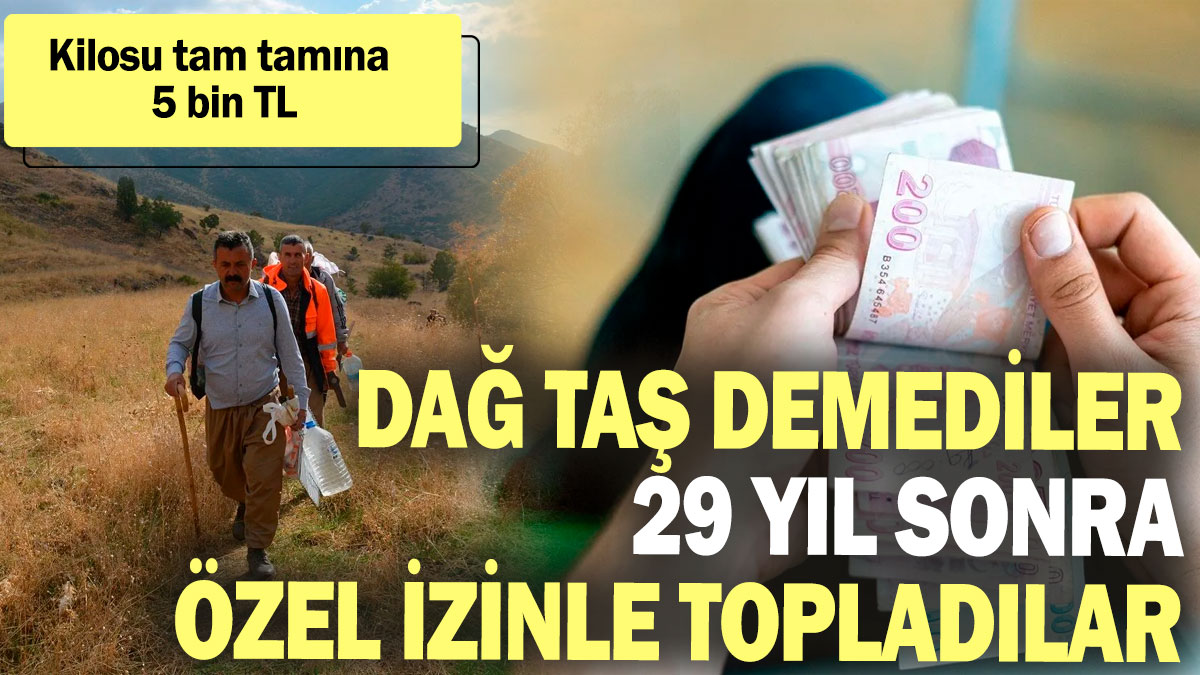 29 yıl sonra özel izinle topladılar: Kilosu tam tamına 5 bin TL