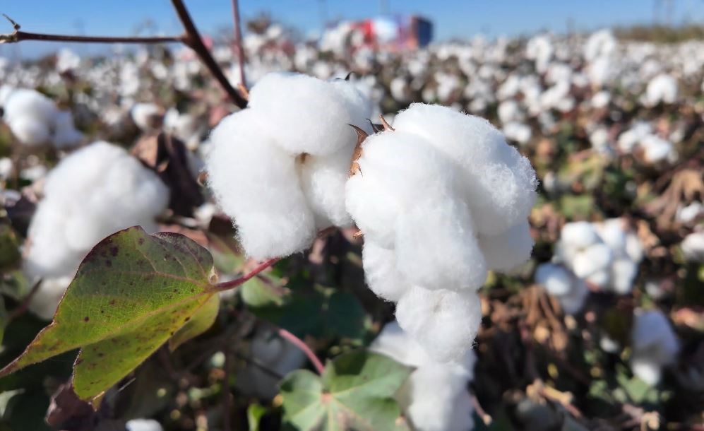 Beyaz altın toplanmaya başlandı