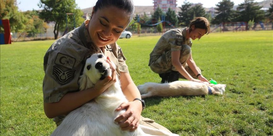 Jandarmanın 'görev ortakları' sevgiyle eğitiliyor