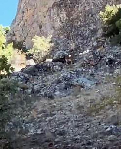 Elazığ'da koruma altındaki dağ keçileri görüntülendi