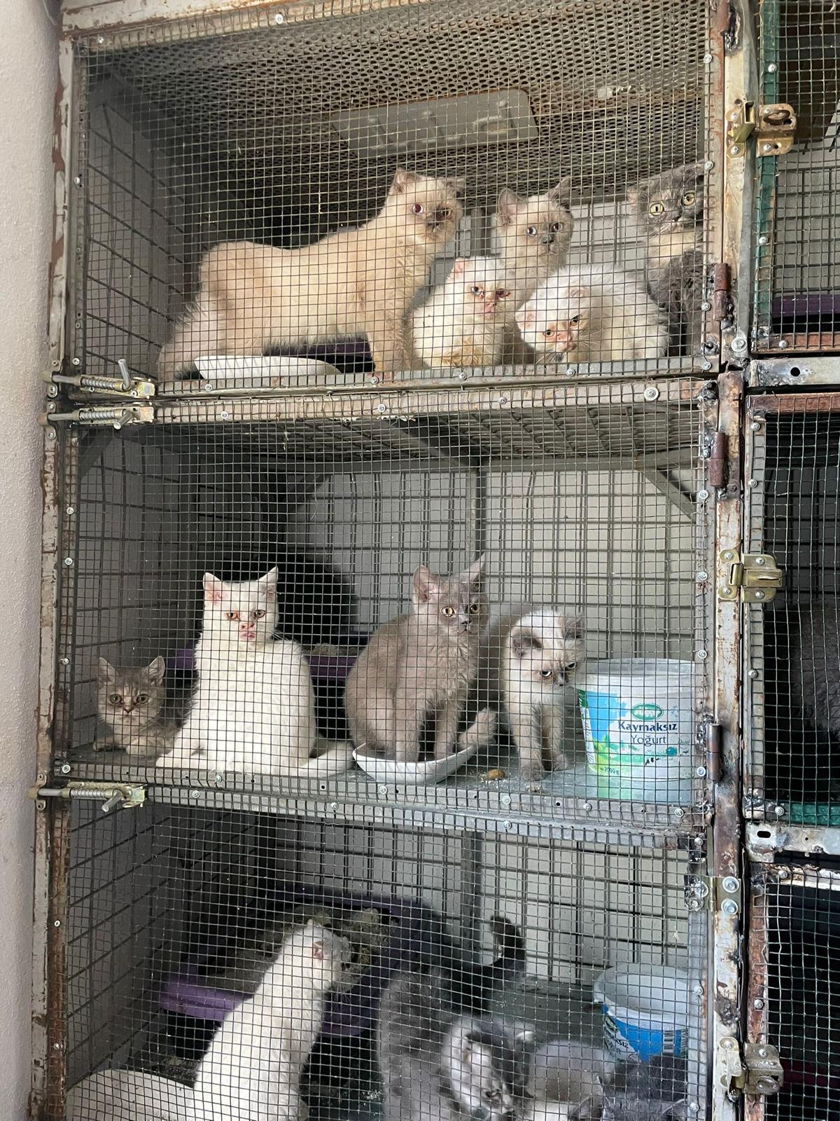 Kırklareli'nde kaçak hayvan ticareti operasyonu: Yüzlerce kedi ele geçirildi