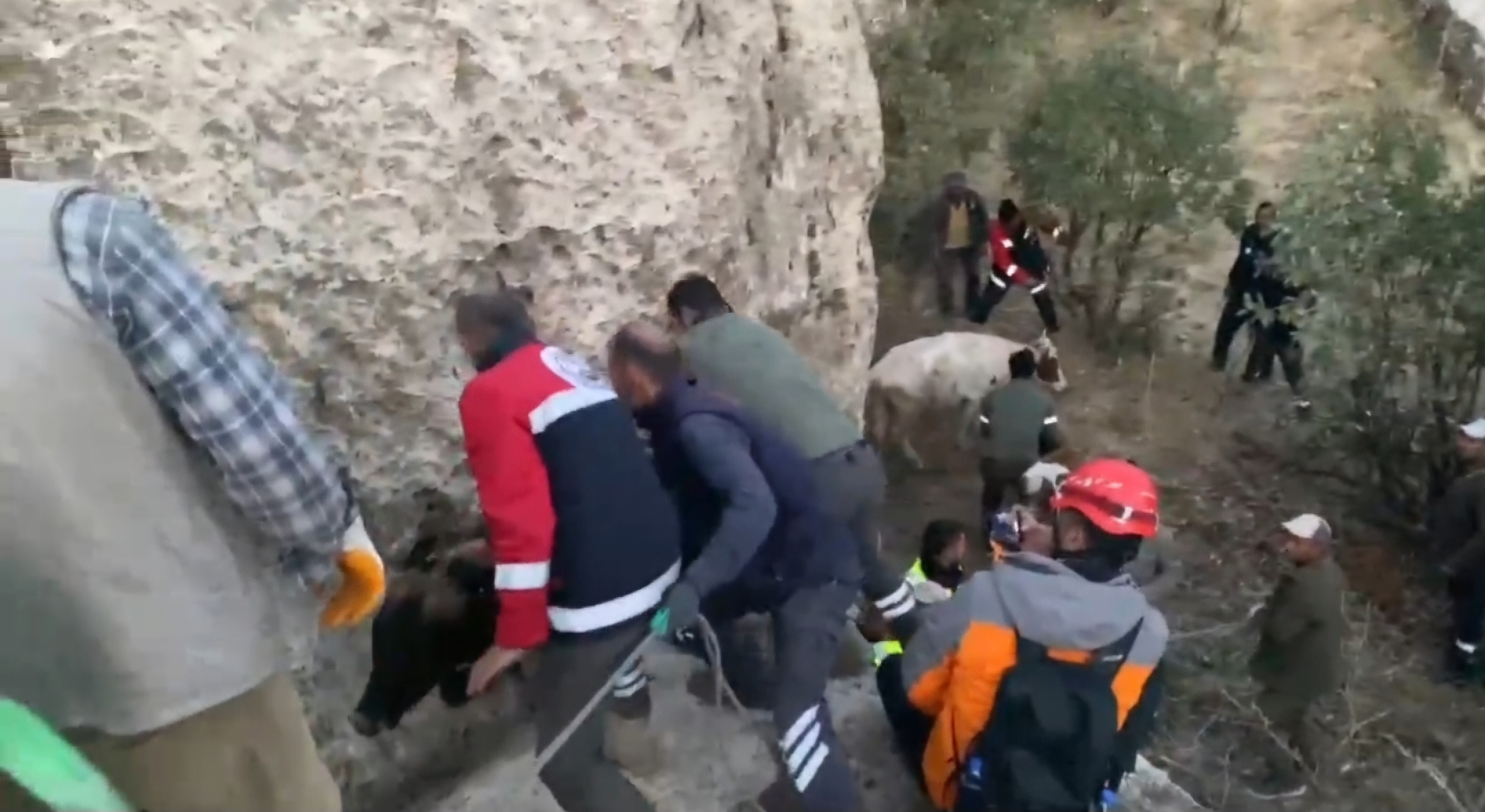 7 inek mahsur kaldıkları bölgeden kurtarıldı