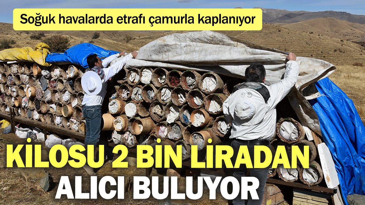 Soğuk havalarda etrafı çamurla kaplanıyor, kilosu 2 bin liradan alıcı buluyor