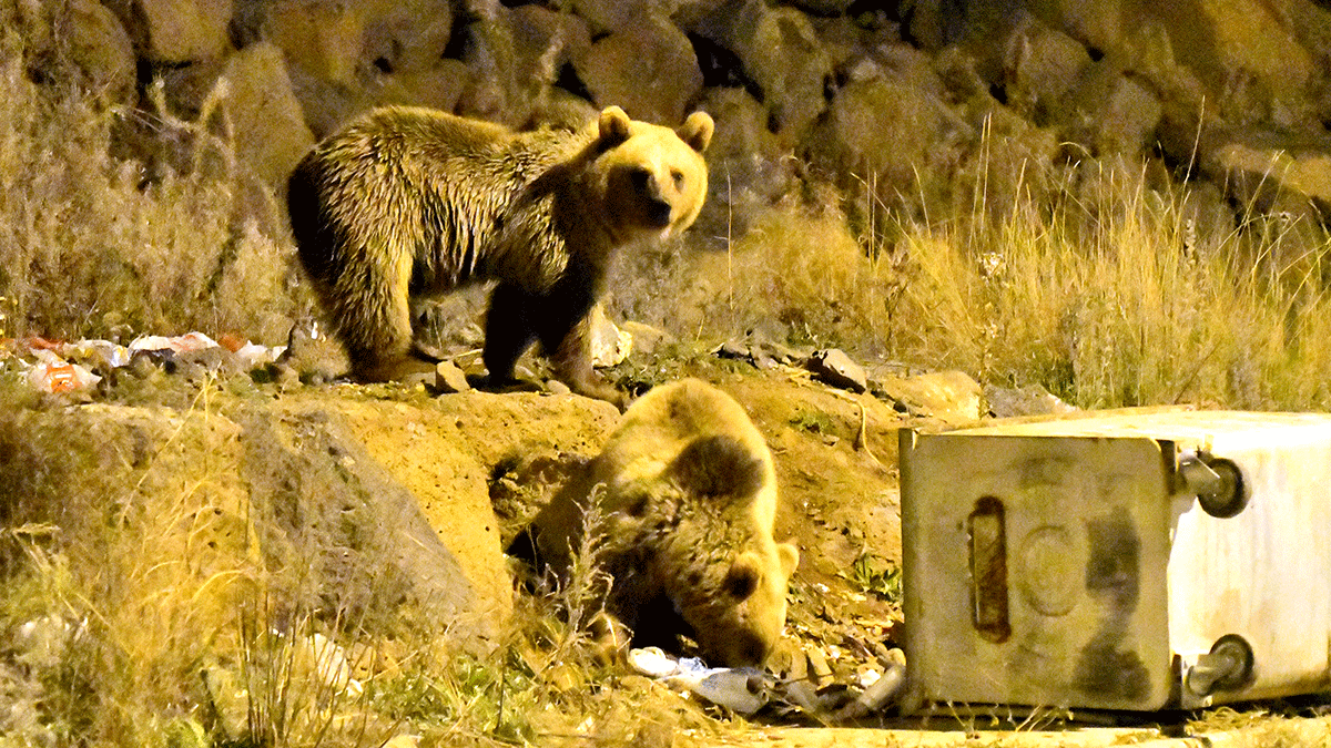 Bozayılar Sarıkamış ilçe merkezine indi