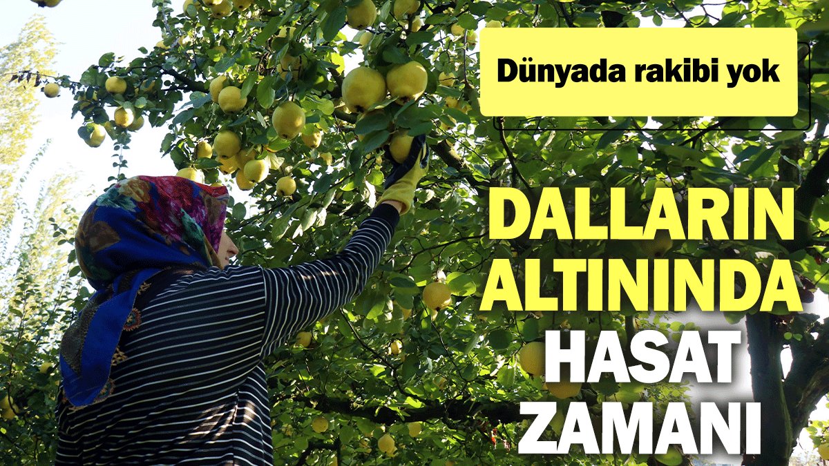 Dalların altınında hasat zamanı: Dünyada rakibi yok