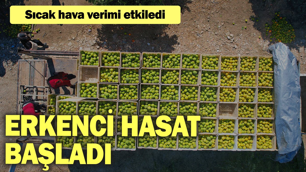 Sıcak hava verimi etkiledi: Erkenci hasat başladı