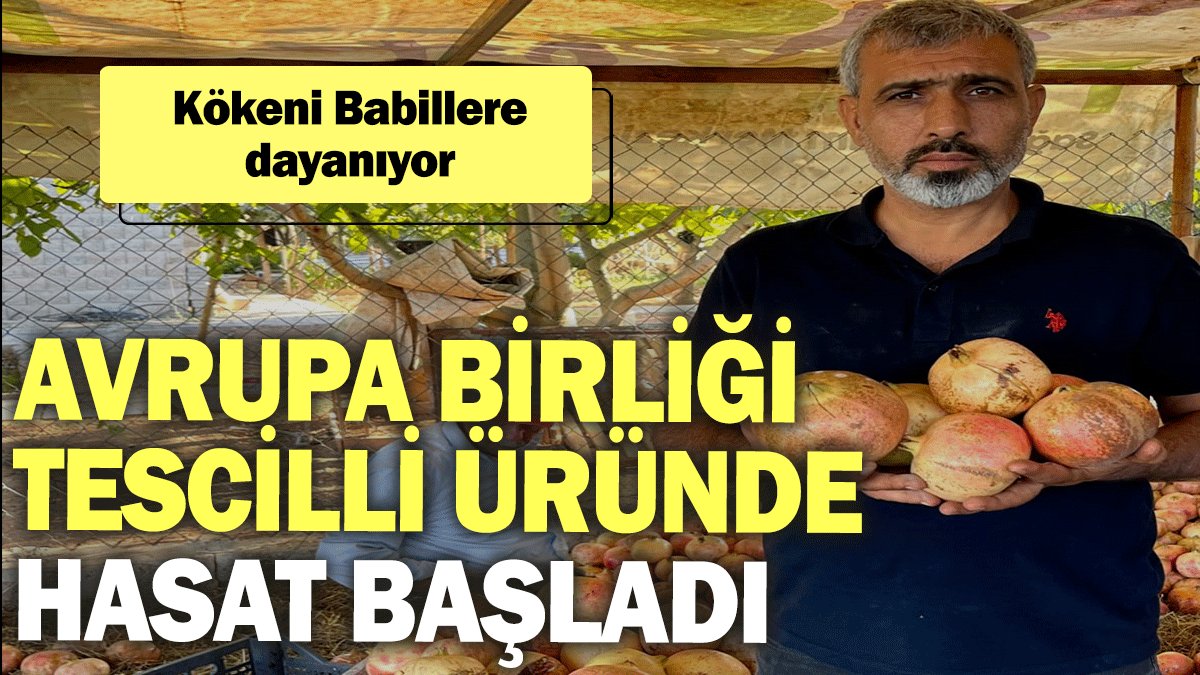 Kökeni Babillere dayanıyor... Avrupa Birliği tescilli üründe hasat başladı