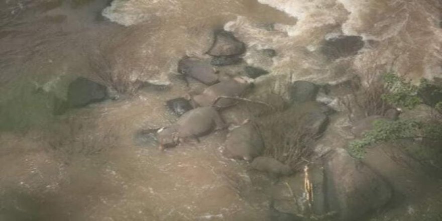 Şelale havuzuna düşen 6 fil öldü