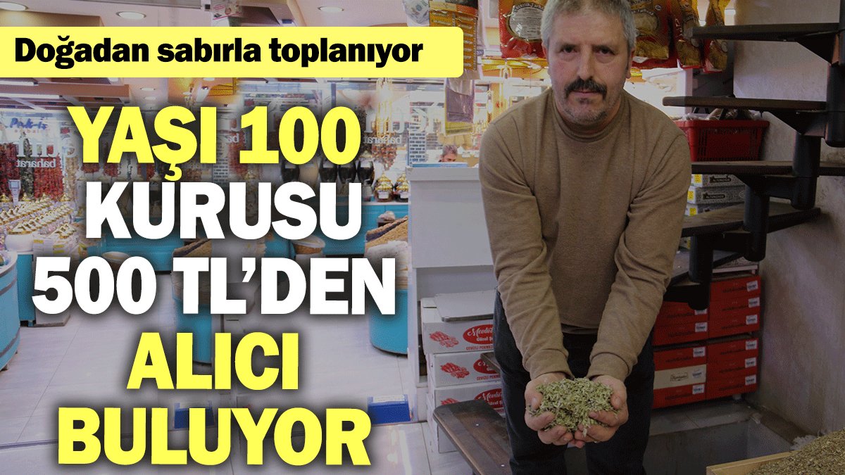 Doğadan sabırla toplanıyor: Yaşı 100, kurusu 500 TL’den alıcı buluyor