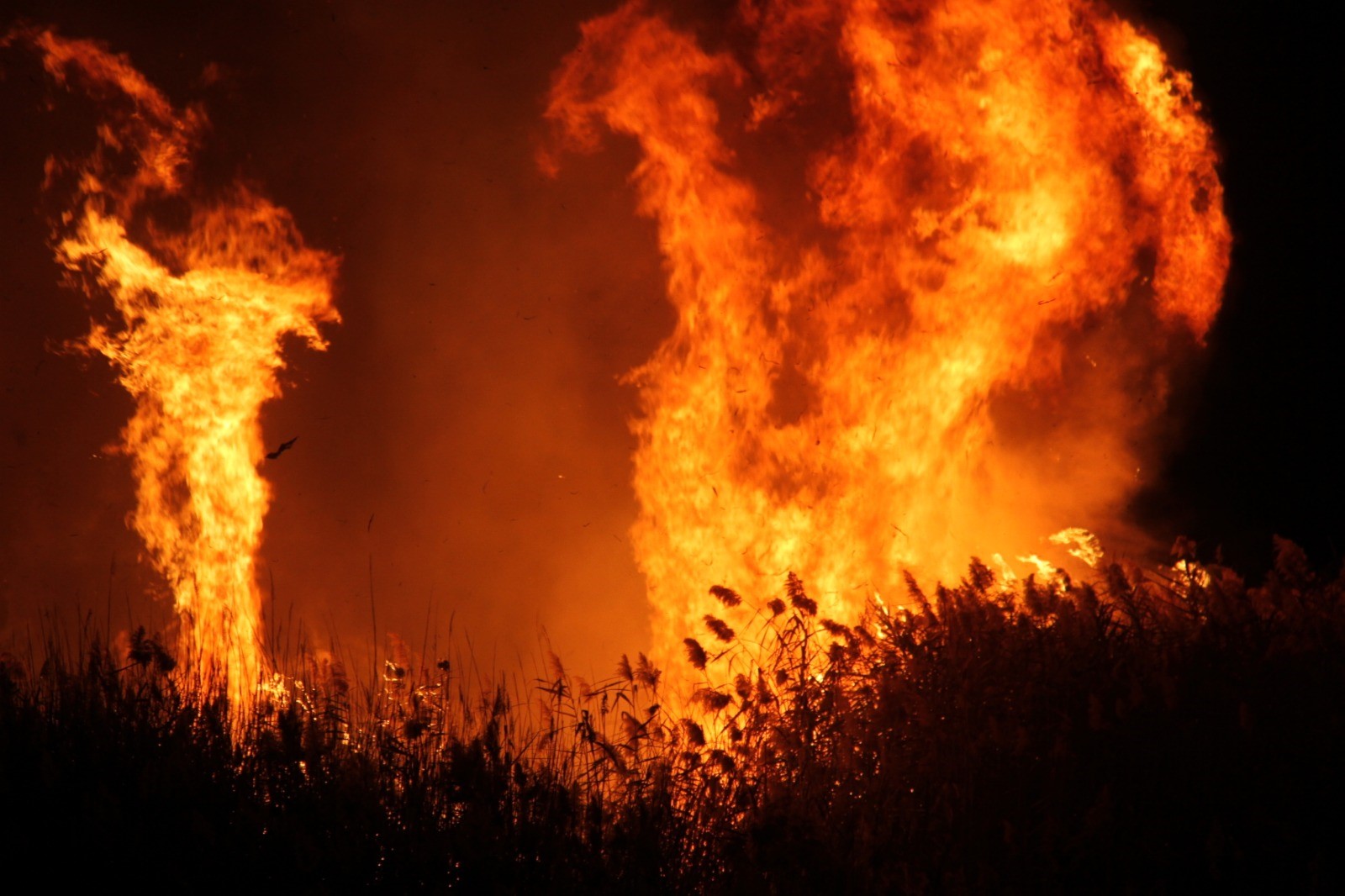 Sazlık alan yangınına müdahale sürüyor
