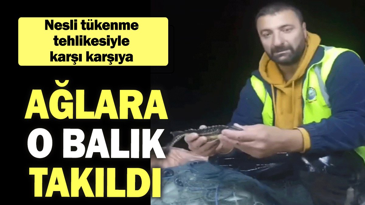 Nesli tükenme tehlikesiyle karşı karşıya: Ağlara o balık takıldı