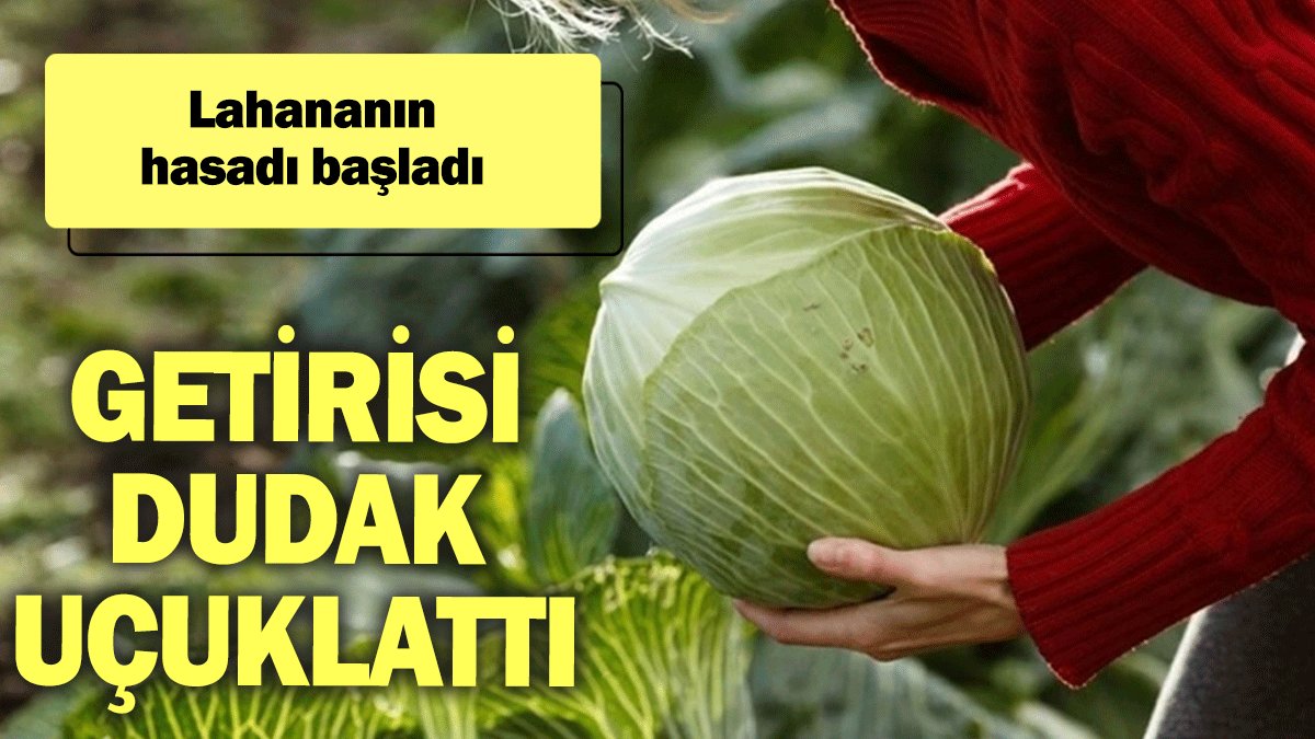 Lahananın hasadı başladı: Getirisi dudak uçuklattı