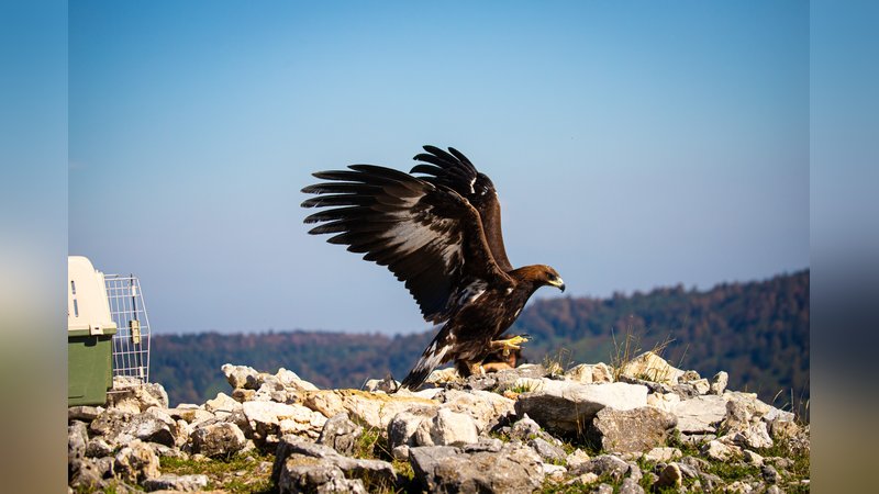 Yaralı kaya kartalı tedavisinin ardından özgürlüğe kanat çırptı