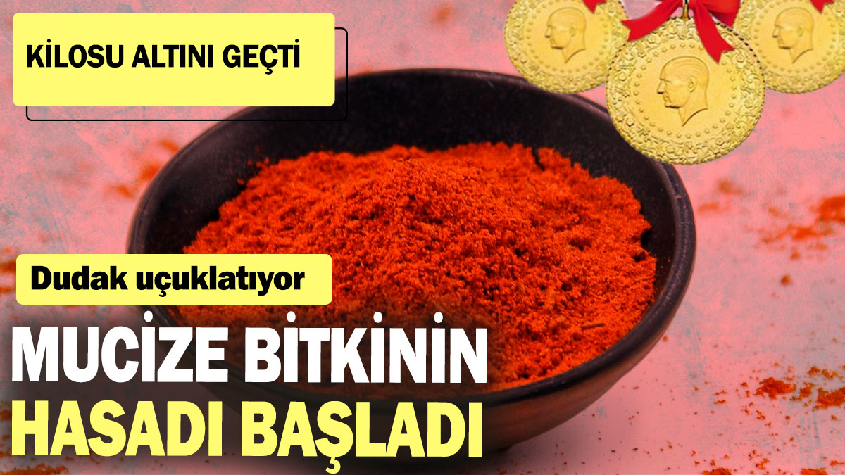 Mucize bitkinin hasadı başladı: Kilosu dudak uçuklatıyor