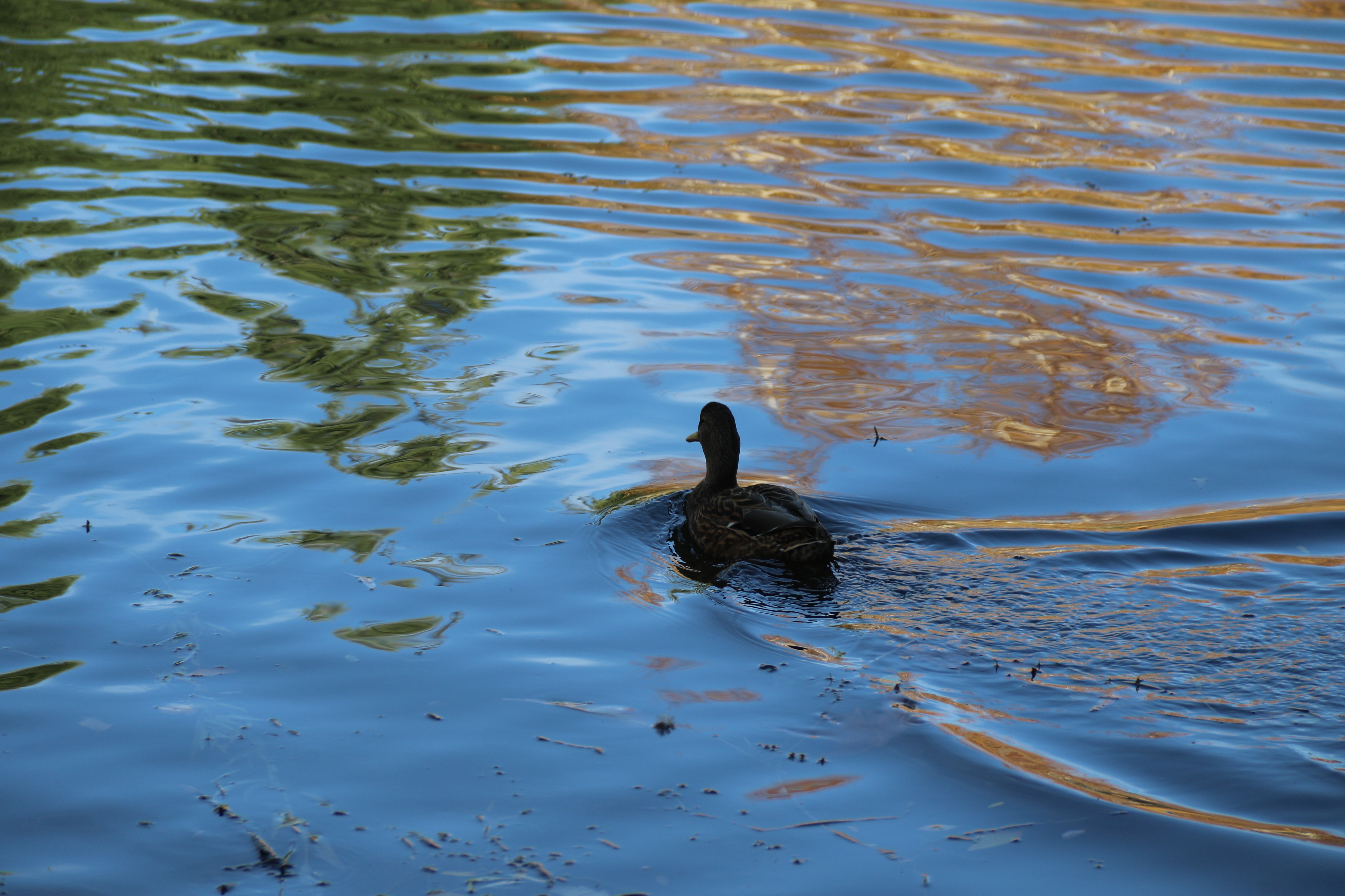 Sonbahar renkleriyle canlanan Porsuk'ta ördekler kendilerine hayran bıraktı